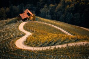 vineyard, agriculture, farm-8345243.jpg